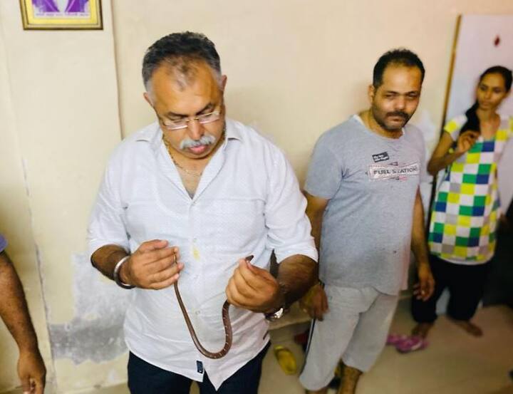 snake entered the citizen's house in Ulhasnagar mumbai, was caught by corporator and released to a safe place नागरिकाच्या घरात साप घुसला, नगरसेवकाने पकडून सुरक्षितस्थळी सोडला