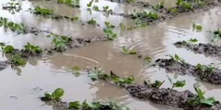 Malda: টানা বৃষ্টির জেরে নষ্ট মাঠের ফসল, মাথায় হাত মালদার কৃষকদের