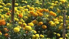 Nadia: একটানা বৃষ্টিতে ব্যাপক ক্ষতির মুখে নদিয়ার ফুলচাষীরা| Bangla News