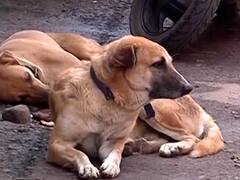 गुरुग्राम में क्रूरता की हद! शोर-शराबे से तंग शख्स ने पीट-पीटकर ले ली पालतू जानवरों की जान