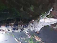 Shravasti: मगरमच्छ के आतंक से मिली गांववालों को मुक्ति, वन विभाग की टीम ने पकड़ा