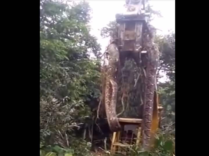 Viral News: Video of huge snake being lifted by crane in Caribbean forest goes viral Viral Video: कैरिबियाई जंगल में क्रेन से उठाए जा रहे विशाल सांप का वीडियो वायरल, देखकर हैरान रह जाएंगे आप