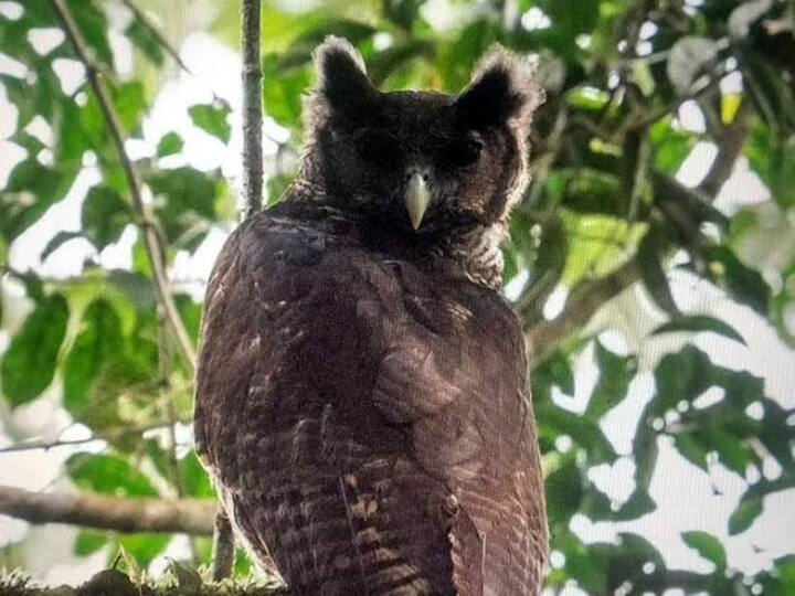 Owl unseen for 150 years photographed in the wild for the first time இது இன்னும் வாழ்கிறதா? ஆச்சரியத்தில் வாயடைத்த விஞ்ஞானிகள்.! கண்ணில் சிக்கிய ராட்சத கழுகு ஆந்தை!