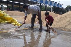 ਕਿਸਾਨਾਂ ਨੂੰ ਖ਼ਰਾਬ ਫ਼ਸਲਾਂ ਦਾ 100 ਫ਼ੀਸਦੀ ਮੁਆਵਜ਼ਾ ਦੇਵੇ ਚੰਨੀ ਸਰਕਾਰ, 'ਆਪ' ਨੇ ਰੱਖੀ ਮੰਗ 