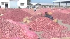 દેશભરમાં ડુંગળની હેક્ટરદીઠ ઉત્પાદનમાં ગુજરાત પ્રથમ ક્રમે, કેટલું છે ઉત્પાદન?