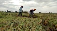 ਤਬਾਹ ਹੋ ਗਈ ਪੁੱਤਾਂ ਵਾਂਗ ਪਾਲੀ ਫਸਲ! ਰੁਆ ਦੇਣਗੀਆਂ ਪੰਜਾਬ ਦੇ ਖੇਤਾਂ ਦੀਆਂ ਤਸਵੀਰਾਂ