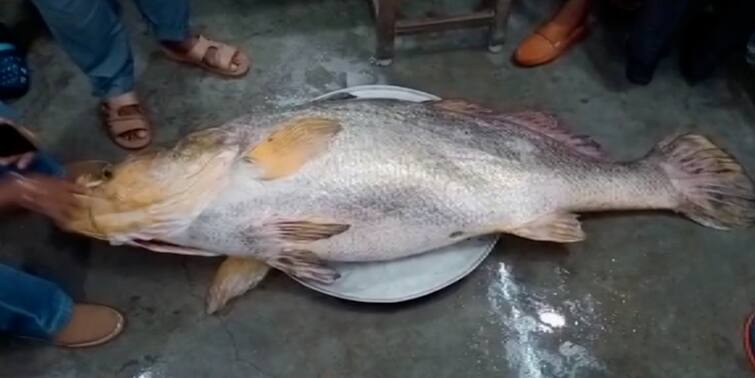 south 24 pargana giant fish were caught in fishermen's nets in the creeks of the Sundarbans South 24 Pargana: সুন্দরবনের খাঁড়িূতে মৎসজীবীদের জালে ধরা পড়ল দৈত্যকার মাছ