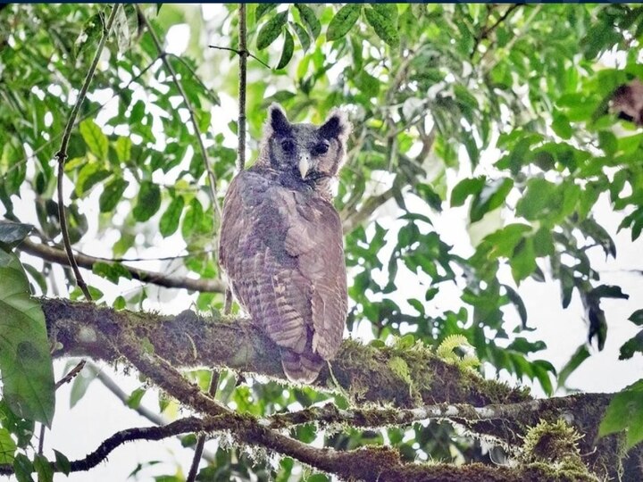 இது இன்னும் வாழ்கிறதா? ஆச்சரியத்தில் வாயடைத்த விஞ்ஞானிகள்.! கண்ணில் சிக்கிய ராட்சத கழுகு ஆந்தை!