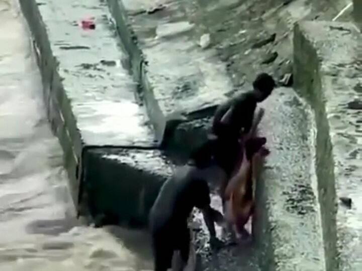 Watch Video | காட்டாற்று வெள்ளத்தில் உயிரைப் பணயம் வைத்து கன்றுக்குட்டியை காப்பாற்றிய அன்பு.. வைரலாகும் நிஜ ஹீரோ..