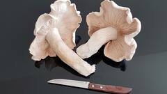 Mushroom Benefits: নিয়মিত মাশরুম খেলে কী হতে পারে?