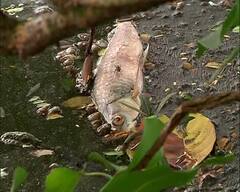 Kolkata: রবীন্দ্র সরোবরে ভেসে উঠল মরা মাছ, দূষণের মাত্রা বৃদ্ধিই কারণ, মত পরিবেশবিদদের