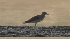 Sangli : कृष्णाकाठावर परदेशी पाहुण्यांचं आगमन, परदेशी पक्षी पाहण्यासाठी नागरिकांची गर्दी : ABP Majha