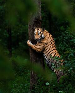 Gujarat News: शेर के सामने चारे के रूप में गाय को रखने का वीडियो आया सामने, 12 लोगों पर मामला दर्ज