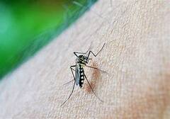 Malaria: রাজ্যে হানা নতুন প্রজাতির ম্যালেরিয়া জীবাণুর? উদ্বেগে চিকিৎসকরা| Bangla News