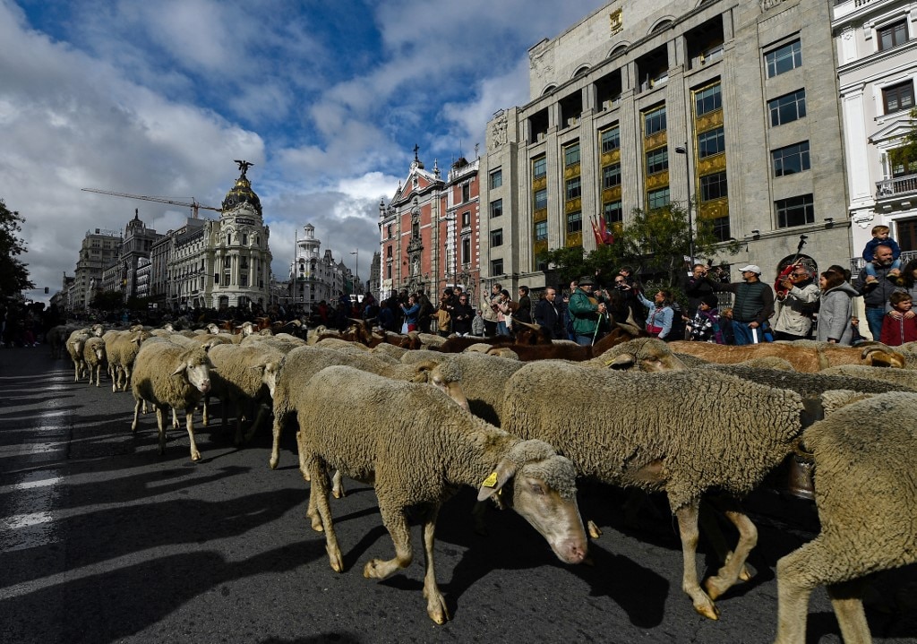 Flocks Of Sheep Move To Southern Pastures Before Winter Taking Over Madrid's Roads