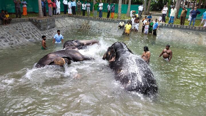 இதையடுத்து யானைகள் உற்சாக குளியல் போட்டன.