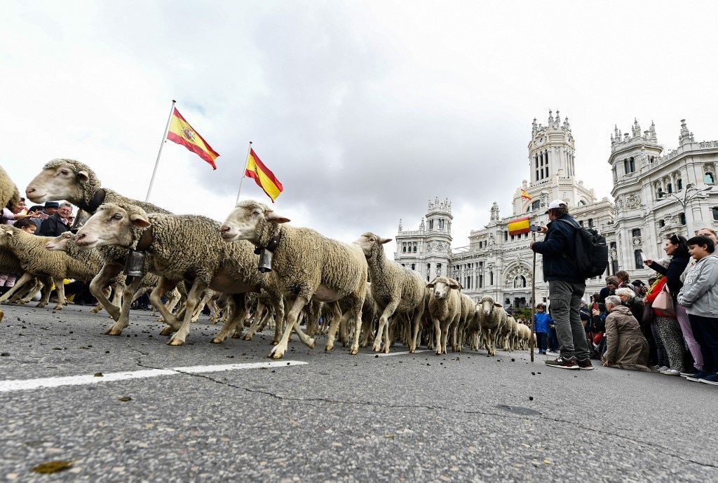 Flocks Of Sheep Move To Southern Pastures Before Winter Taking Over Madrid's Roads