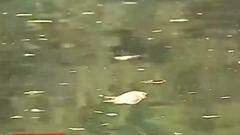 Kolkata: দূষণের মাত্রা বৃদ্ধিই প্রধান কারণ, রবীন্দ্র সরোবরে মরা মাছ ভেসে ওঠা প্রসঙ্গে মত পরিবেশবিদদের| Bangla News