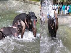 திருவரங்கம் கோயில் யானைகளுக்காக கட்டப்பட்ட நீச்சல் குளம்... உற்சாக குளியல் போட்ட யானைகள்... புகைப்படங்கள்