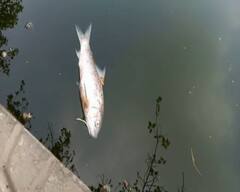 Kolkata: রবীন্দ্র সরোবরে ভেসে উঠল মরা মাছ, দূষণের মাত্রা বৃদ্ধিই কারণ, মত পরিবেশবিদদের