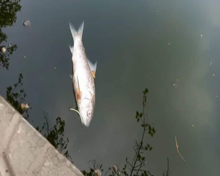 রবীন্দ্র সরোবরে ভেসে উঠল মরা মাছ।  গত কয়েকদিন ধরেই মরা মাছ ভাসতে দেখা যাচ্ছে।