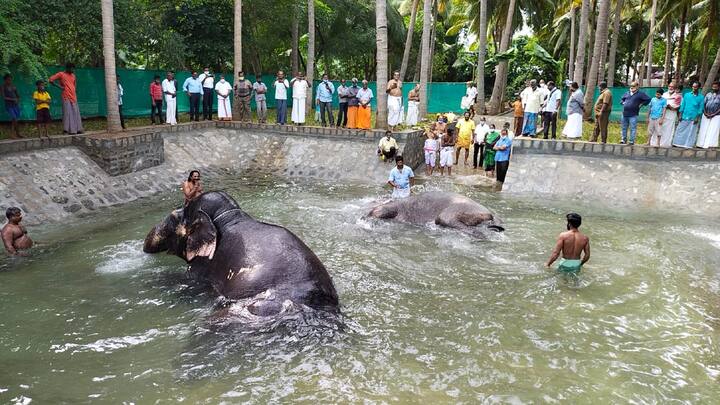 கோயில் அர்ச்சகர் சுந்தர் பட்டர் சிறப்பு பூஜை செய்யப்பட்ட பின்பு கோயில் இணை ஆணையர் செ. மாரிமுத்து முன்னிலையில் ஆண்டாள் மற்றும் லட்சுமி ஆகிய இரண்டு யானைகளும் முதன் முறையாக குளிக்க வைத்து பார்க்கப்பட்டது