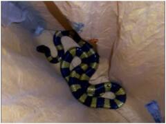 Viral Video: बिहार में एक जहरीले सांप को बचाते हुए वन अधिकारी ने कह दी दिल छूने वाली बात, वीडियो होने लगा वायरल