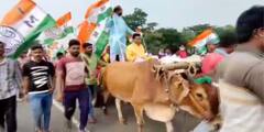 পেট্রোল-ডিজেলের মূল্যবৃদ্ধির প্রতিবাদে গরুর গাড়িতে চড়ে মিছিল তৃণমূলের বিধায়কের
