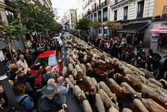 Flocks Of Sheep Move To Southern Pastures Before Winter Taking Over Madrid's Roads