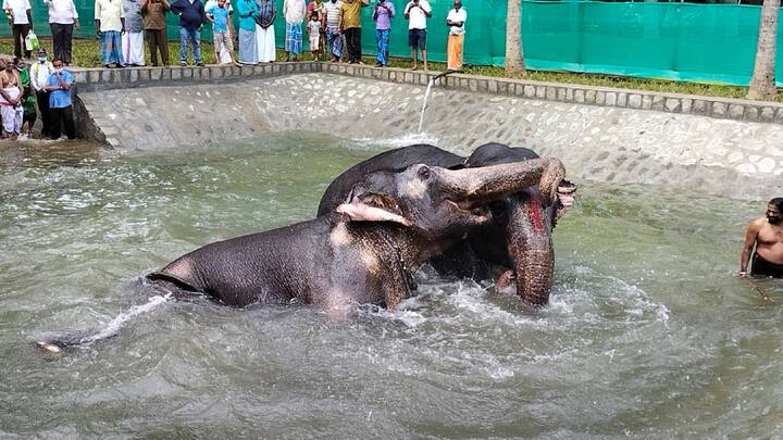 ஒன்றின் மேல் ஒன்றாக விழுந்து தண்ணீரில் விளையாடும் யானைகள்