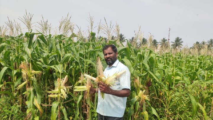 எடைகூடாத சோள விதைகளை கொடுத்து ஏமாற்றியதாக தனியார் நிறுவனம்  மீது விவசாயிகள் புகார்