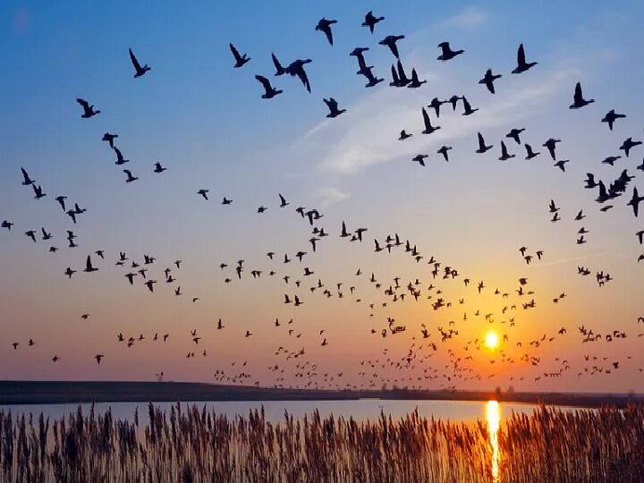Climate change may end the winter migration of birds from Europe to Africa with many already spending an extra TWO MONTHS in their summer breeding grounds, researchers warn Migration Of Birds | எதிர்கால ஆபத்து இதுதான்... உலகுக்கு வலசை பறவைகள் கொடுக்கும் பகீர் எச்சரிக்கை!