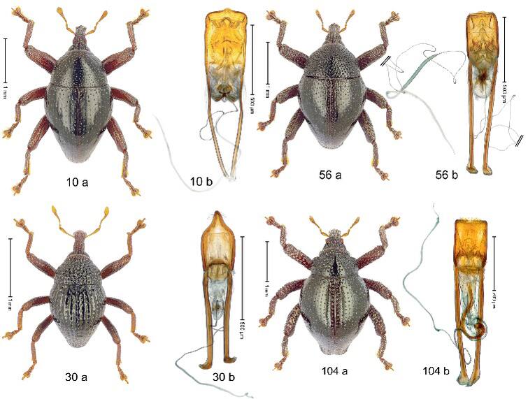 Scientists named the beetle as Corona வண்டுக்கு கொரோனா என பெயர் வைத்த விஞ்ஞானிகள்... கொஞ்சம் ஓவராதான் பன்றாங்க!