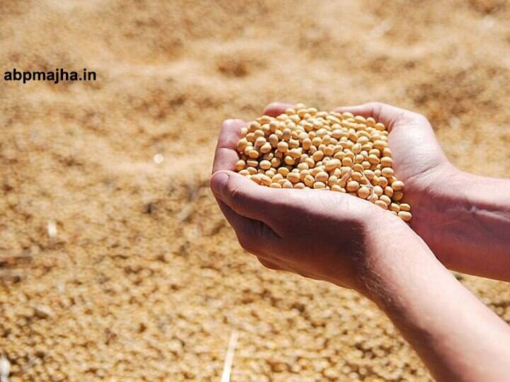 Farmers worried over fall in soybean prices दिवाळी, पेरणी की देणेदारी.. सोयाबीन दरात घसरण झाल्याने सणासुदीच्या तोंडावर शेतकरी चिंतेत