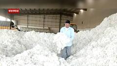 Yavatmal : कापसाला सोन्याचा भाव...! हमीभावापेक्षा कापसाला जास्त दर ABP Majha