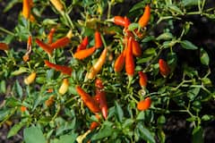 Chilli Pepper Benefits: প্রতিদিনের খাবারে থাক একটি করে কাঁচালঙ্কা, রোগ নির্মূলে জুড়ি মেলা ভার