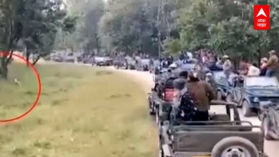 Pench Tiger vs Deer : पेंच अभयारण्यातील शिकारीचा चित्तथरारक व्हिडीओ, पर्यटकांनी अनुभवला लाईव्ह थरार