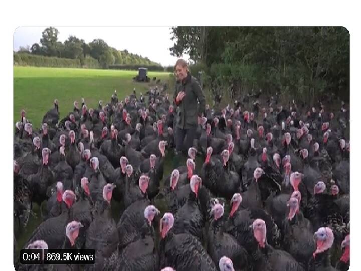 Turkeys 'laugh' at reporter trying to report a story in this hilarious video | Watch Watch Video: சிரிச்சு சிரிச்சு முடியல... வான்கோழிகளுக்கு மத்தியில் ரிப்போர்ட் செய்த செய்தியாளர்!