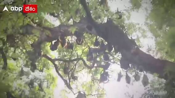 వారికి గబ్బిలాలే గ్రామ దేవతలు. ఎక్కడో కాదు మన దగ్గరే!