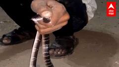 Snake Bite Death Buldhana : प्रशिक्षणाशिवाय सापाला पकडल्यामुळे 22 वर्षीय तरुणाचा सर्पदंशानं मृत्यू