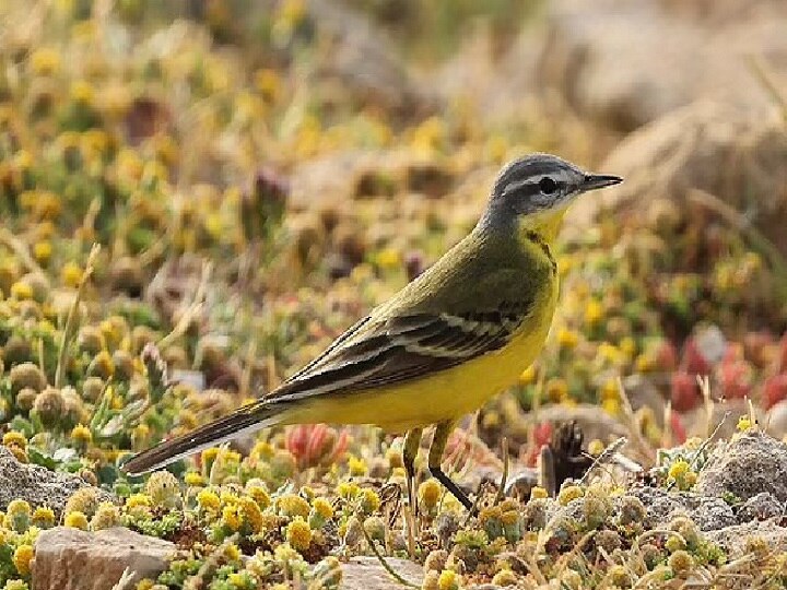 Migration Of Birds | எதிர்கால ஆபத்து இதுதான்... உலகுக்கு வலசை பறவைகள் கொடுக்கும் பகீர் எச்சரிக்கை!