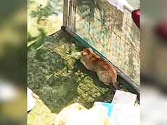 Bihar News: घर से बाहर पानी लेने गया था शख्स, सामने आ गया बाघ, फिर कुछ ऐसा हुआ कि पुलिस और वन विभाग भी हैरान