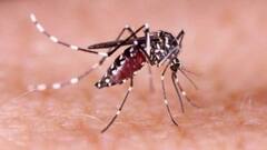 Dengue: ডেঙ্গি নিয়ন্ত্রণে পুরসভাগুলির সঙ্গে পুর নগরোন্নয়ন দফতরের বৈঠক, দেওয়া হল একাধিক নির্দেশকা| Bangla News