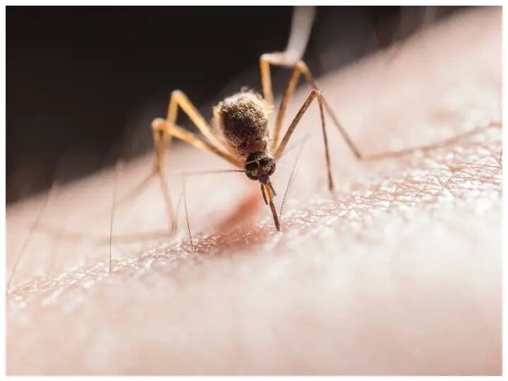 Gurugram News Gurugram recorded 5 new cases of Dengue tally reaches 217 Gurugram Dengue Cases: गुरुग्राम में पैर पसार रहा है डेंगू, जानें कितने मामले सामने आए