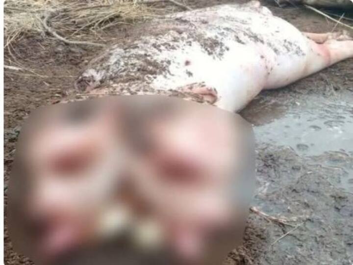 Calf with two heads that seemed like pig dies after few days being born due to Mutation defect in Russia's Khakassia இரண்டு தலைகள்.. பன்றி உடல்..பிறழ்வு குறைபாட்டுடன் பிறந்த கன்றுக்குட்டி மரணம்.. சோகத்தில் குடும்பம்..