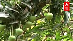 आंबा उत्पादक शेतकऱ्यांना खुशखबर, Konkan Railway वर धावणार Mango Special Train