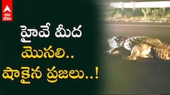 Crocodile: చిమ్మచీకట్లో భారీ జీవి..కళ్లు నులుముకున్నా కళ్లముందున్నది నిజమే
