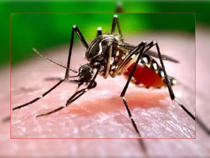 Outbreaks of dengue and other insect borne diseases are increasing in Nagpur Nagpur : 'ही' लक्षणे आढळल्यास, त्वरीत वैद्यकीय औषधोपचार घ्या; आरोग्य विभागाचा इशारा
