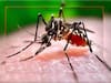 Dengue:  ਕਿਨ੍ਹਾਂ ਨੂੰ ਹੁੰਦਾ ਹੈ ਡੇਂਗੂ ਨਾਲ ਮੌਤ ਦਾ ਸਭ ਤੋਂ ਵੱਧ ਖ਼ਤਰਾ?