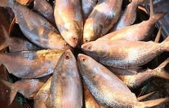 Hilsa : পুজোর মরশুমে পেটপুজো, ভাইফোঁটার আগে বাংলায় আসছে পদ্মার ইলিশ। Bangla News